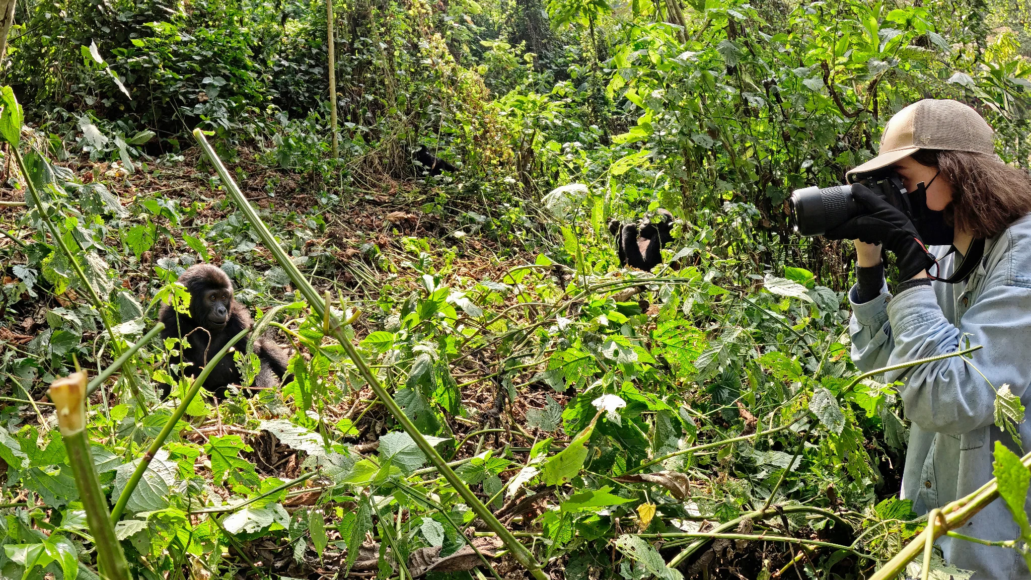 Young wildlife photographer photographing gorillas in the forest