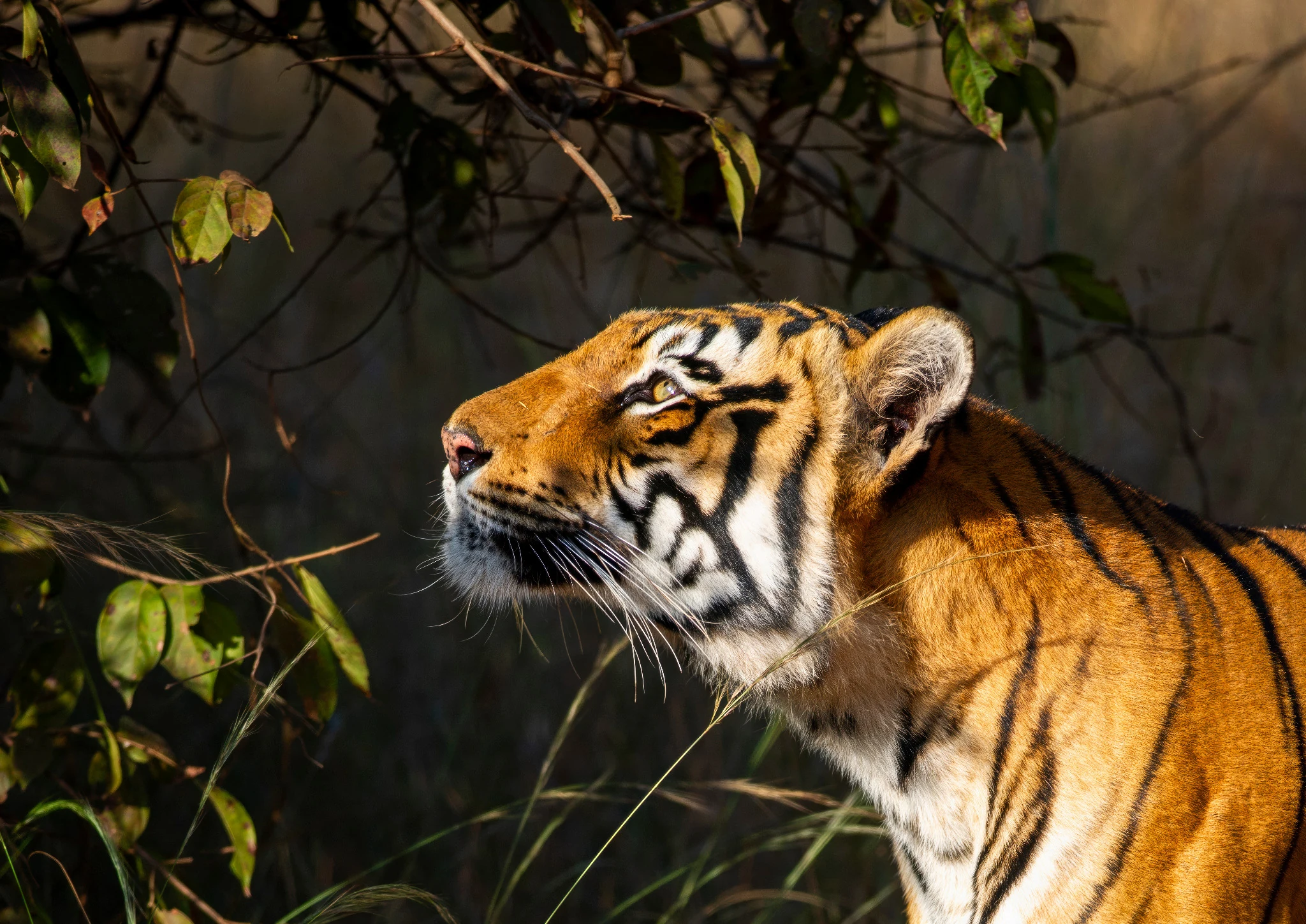 Tiger in warm forest light